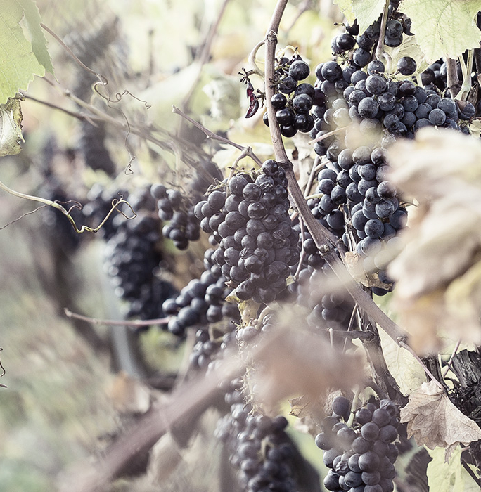 Azienda Vitivinicola Bio Maremma